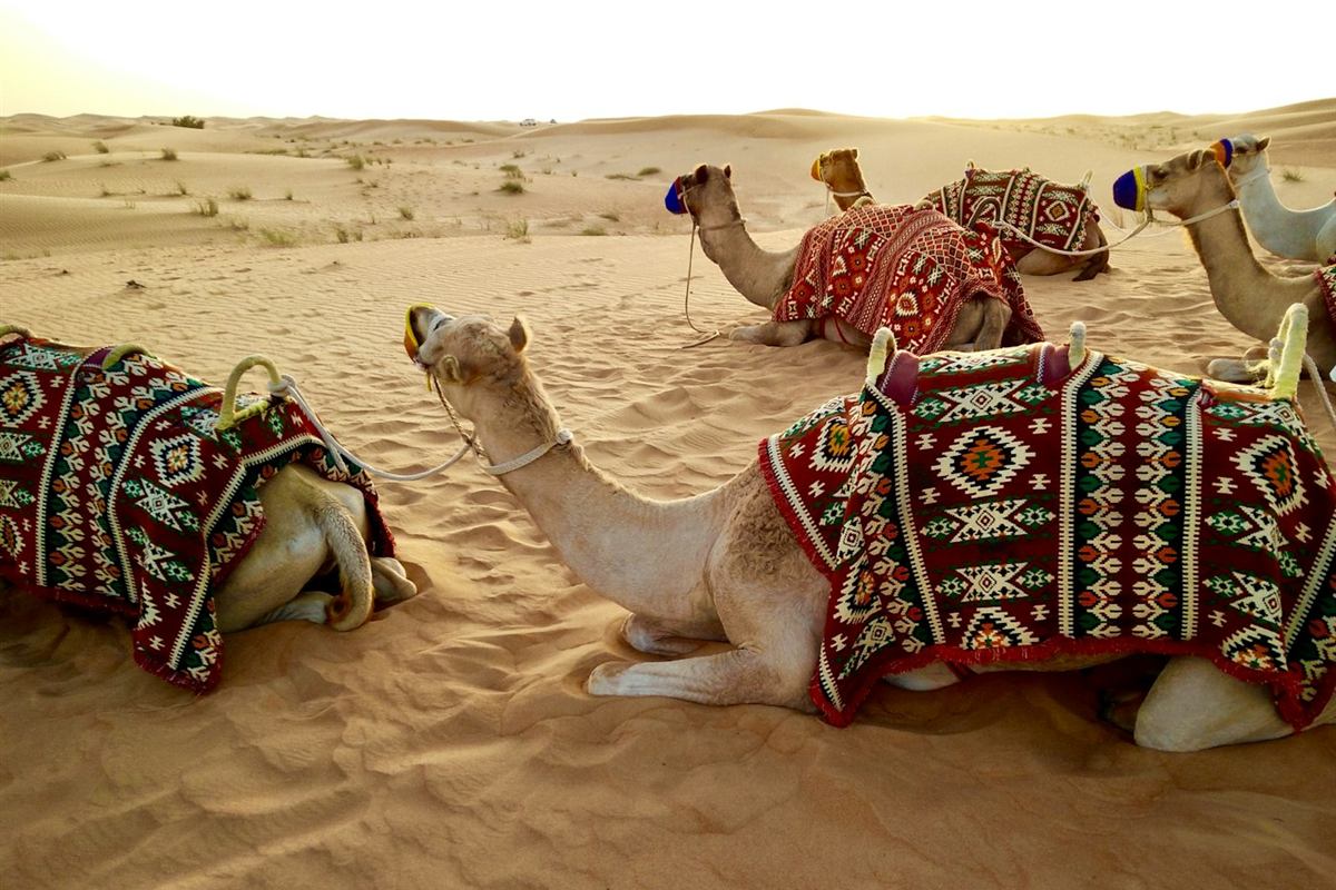 Camellos en el desierto de Dubái